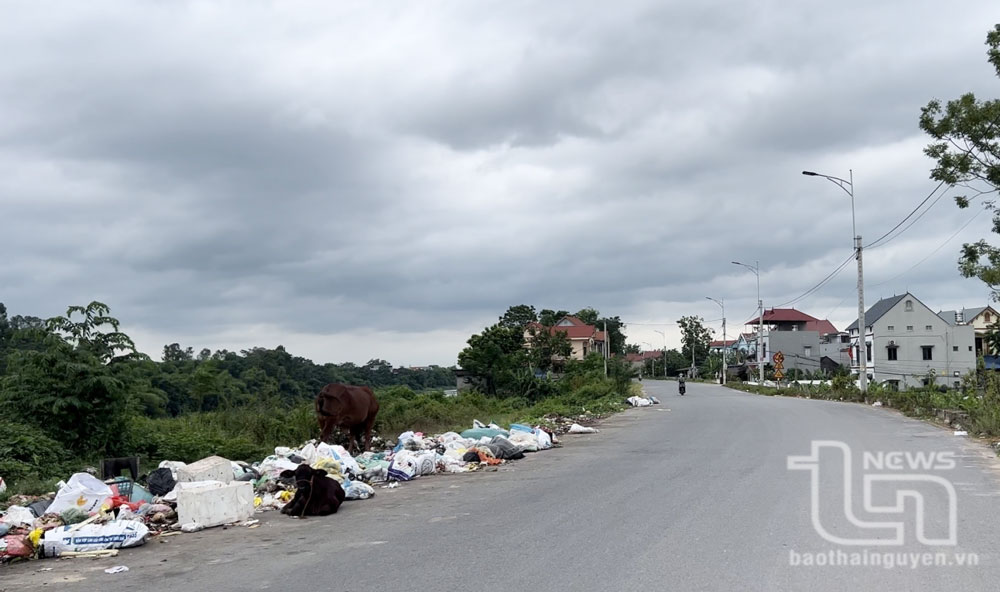 Rác tràn lan trên đường đê Chã thuộc phường Đông Cao (TP. Phổ Yên) gây mất mỹ quan và ô nhiễm môi trường. 