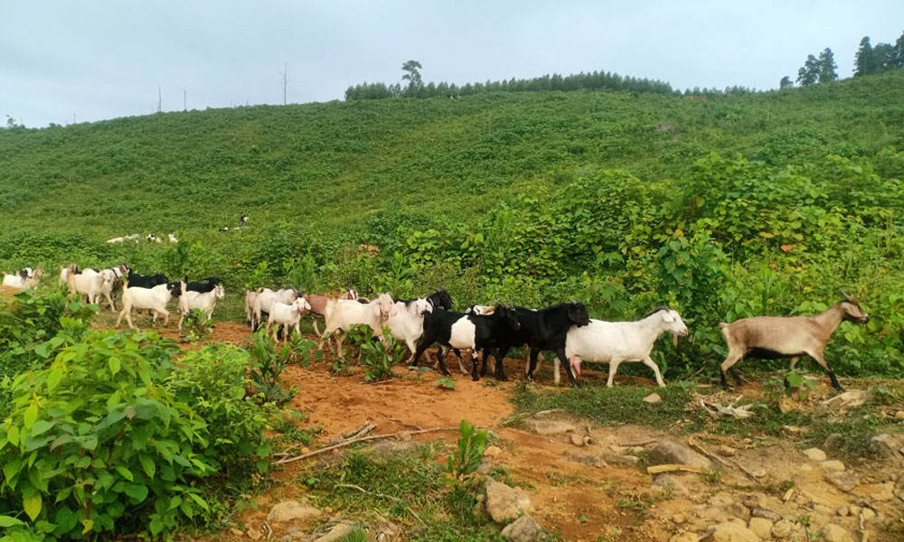Một mô hình chăn nuôi dê lai của người dân xóm Làng Chảo, xã Động Đạt (Phú Lương).