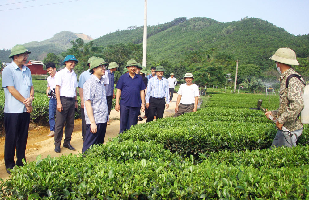 Đồng chí Phó Bí thư Thường trực Tỉnh ủy Phạm Hoàng Sơn và các thành viên trong Đoàn thăm vùng sản xuất chè VietGAP của Tổ hợp tác sản xuất chè an toàn xóm Mỹ Lập, xã Nam Hòa (Đồng Hỷ).