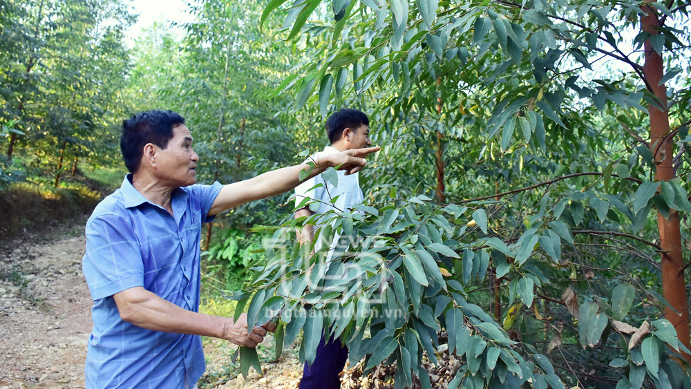 Ông Phạm Văn Long là một trong những hội viên Hội nông dân tiêu biểu trong phong trào Nông dân sản xuất kinh doanh giỏi của tỉnh những năm qua.