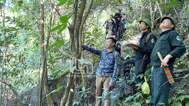 Cán bộ Ban Quản lý rừng đặc dụng, phòng hộ tỉnh Thái Nguyên tuần tra rừng.