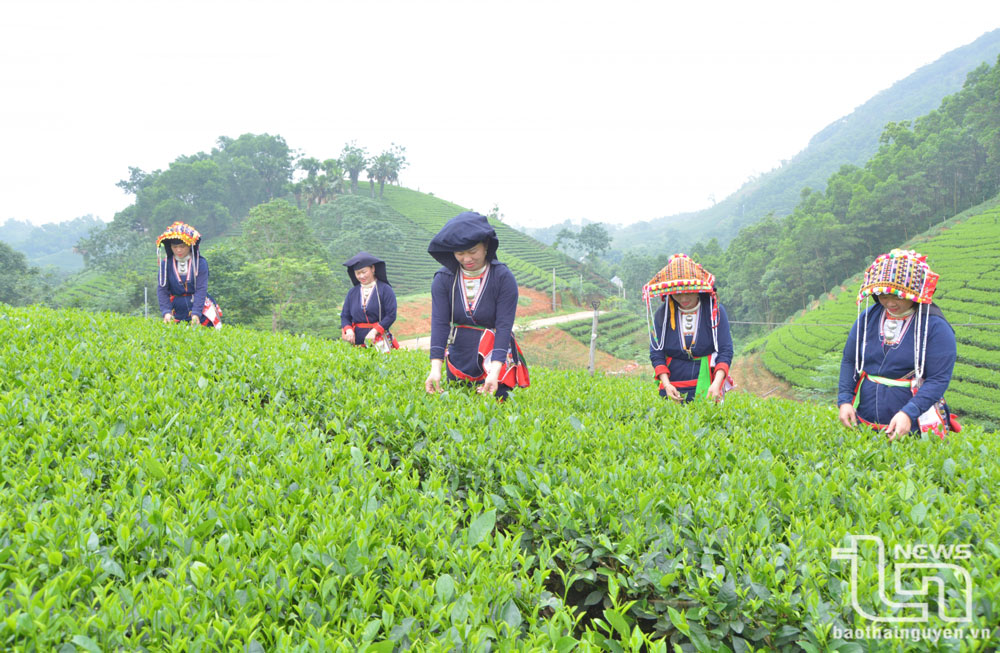 Nhiều hộ đồng bào dân tộc thiểu số trên địa bàn tỉnh tích cực ứng dụng tiến bộ khoa học kỹ thuật vào sản xuất, góp phần nâng cao thu nhập. Trong ảnh: Bà con nhân dân xóm Tân Lập, xã Phú Xuyên (Đại Từ) thu hái chè an toàn sản xuất theo quy trình VietGAP.