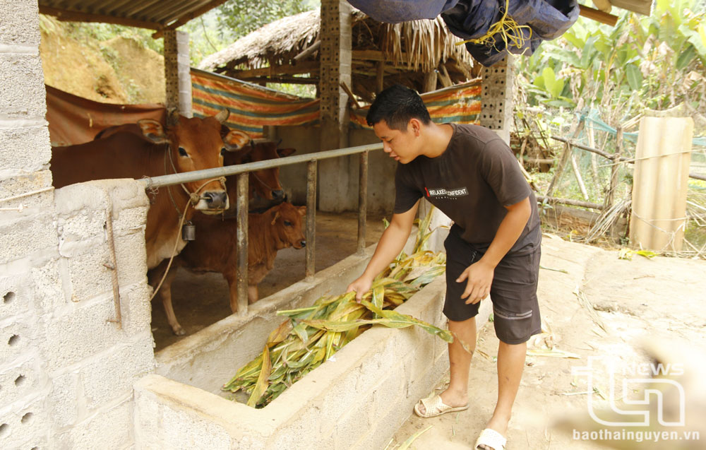 Nhiều hộ dân vùng đồng bào dân tộc thiểu số trên địa bàn huyện Định Hóa được hỗ trợ bò giống để tạo sinh kế.