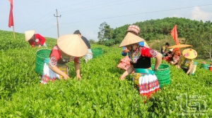 Hội thi hái chè giỏi tôn vinh người làm chè thị trấn Sông Cầu