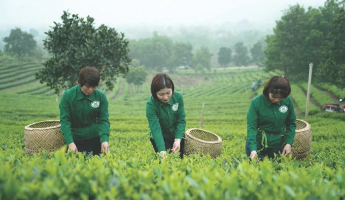 Phục Linh quê hương tôi