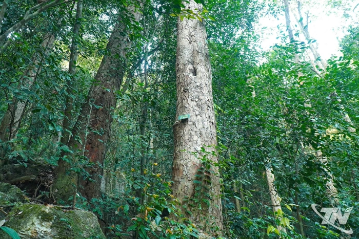 Biến rừng xanh thành 'rừng giàu'