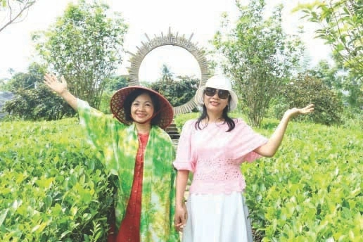 Du khách phiêu cùng nương chè.