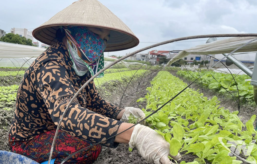 Bà Đồng Thị Mai ở Tổ dân phố Kim Thái, phường Phổ Yên (tỉnh Thái Nguyên) đang trồng lứa rau cải mới