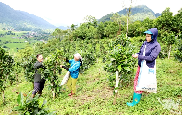 Liên kết phát triển thương hiệu chè Thái