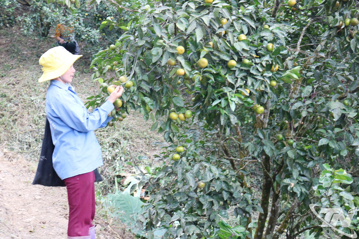 Quýt Bắc Kạn là cây trồng bản địa, được cấp chỉ dẫn địa lý từ năm 2012.
