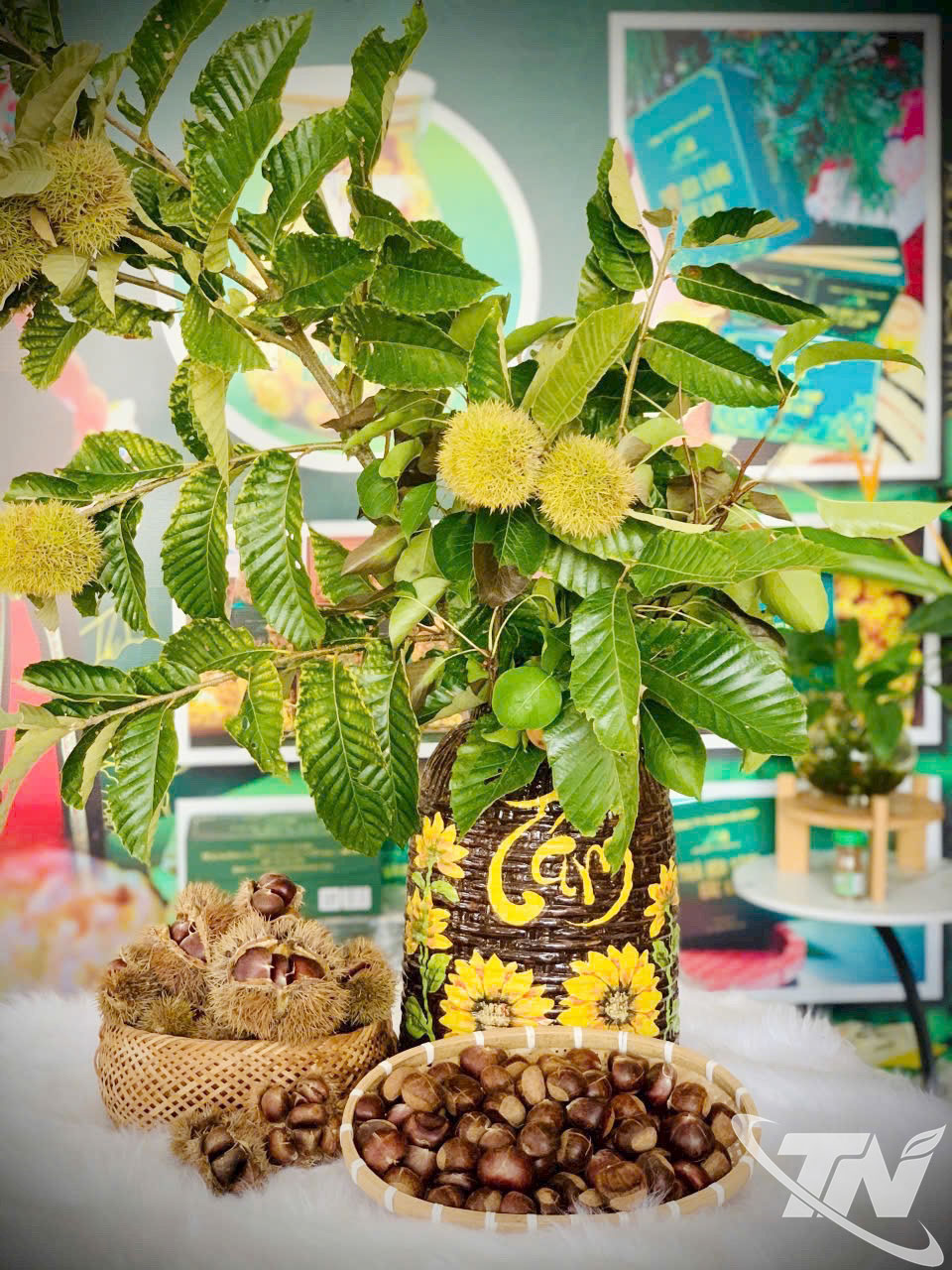 Dẻ ván được trồng trên vùng đất Ngân Sơn cho hạt to, đầy đặn, có vị ngọt, bùi, thơm tự nhiên.