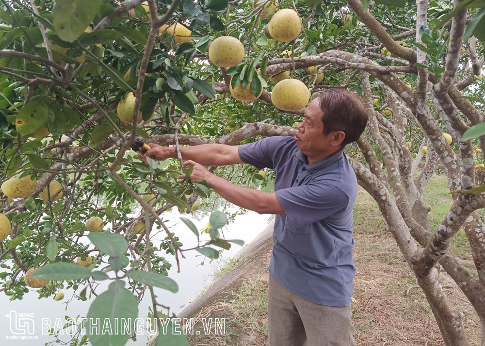 Mô hình chăn nuôi kết hợp trồng cây ăn quả của gia đình ông Bùi Văn Lai (xóm An Thành) cho thu nhập khá.