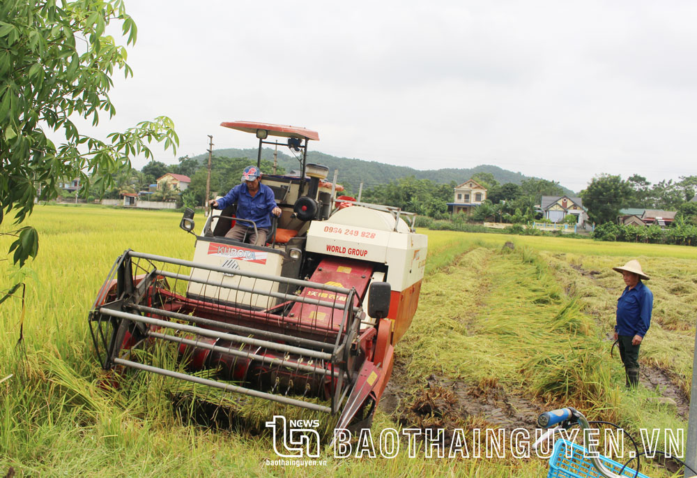 Đến nay, tỷ lệ cơ giới hóa trong khâu làm đất, thu hoạch lúa, hoa màu của huyện Đại Từ đạt 95%.
