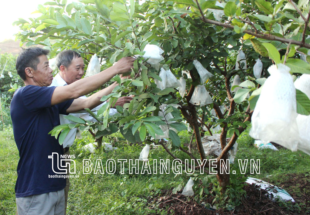 Anh Nông Văn Ngân, ở xóm Làng Phan, xã Linh Sơn (TP. Thái Nguyên) chăm sóc diện tích ổi của gia đình.