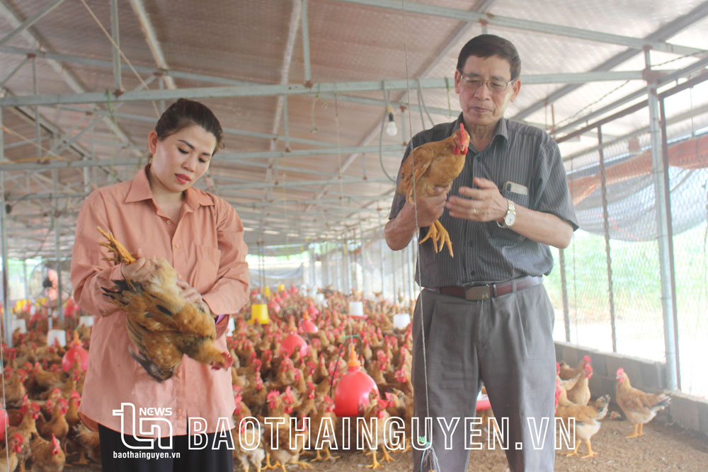 Trang trại chăn nuôi kết hợp kinh doanh thuốc thú y của chị Vũ Thị Tuyết Nhung, ở tổ dân phố Pha, phường Lương Sơn (TP. Sông Công) cho thu nhập bình quân đạt khoảng 1,8 tỷ đồng/năm.
