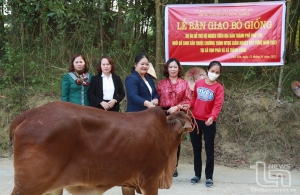 Hỗ trợ 28 con bò giống cho hộ nghèo, cận nghèo