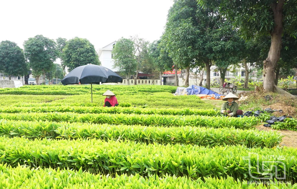 Một vườn ươm cây giống ở thị trấn Hóa Thượng (Đồng Hỷ) chuẩn bị cây giống cho vụ trồng rừng năm 2024.