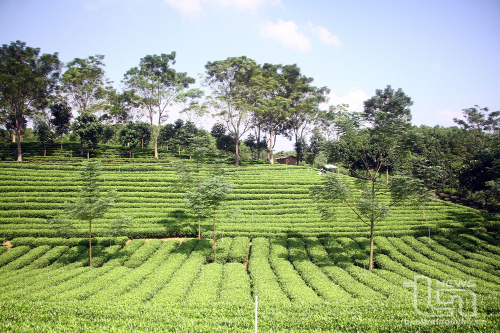 Raw material area of the Organic Tea Production Cooperative Group in Song Cau town (Dong Hy).