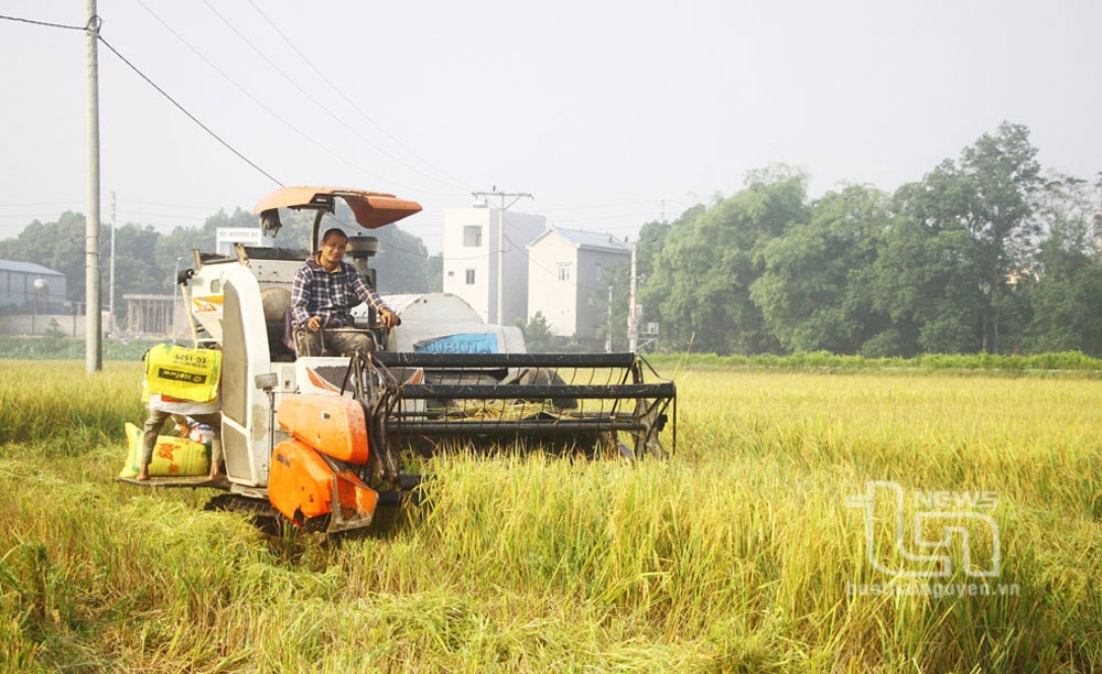 Người dân xã Thượng Đình (Phú Bình) thu hoạch lúa mùa.