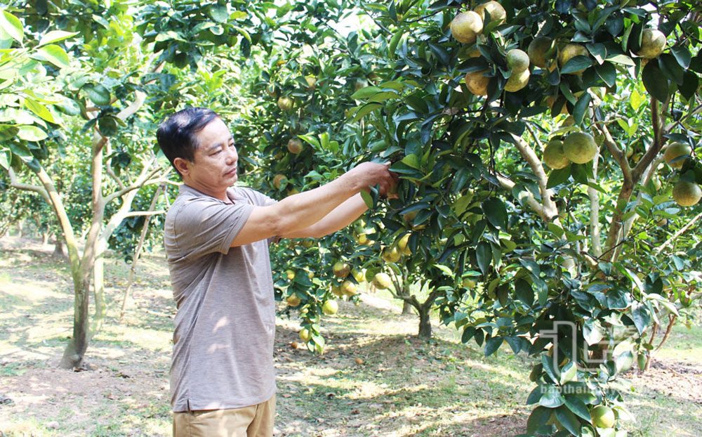 
Bưởi, cam là những loại cây ăn quả chủ lực được trồng ở xóm Thuận Đức, xã Minh Đức (TP. Phổ Yên), với diện tích trên 15ha.