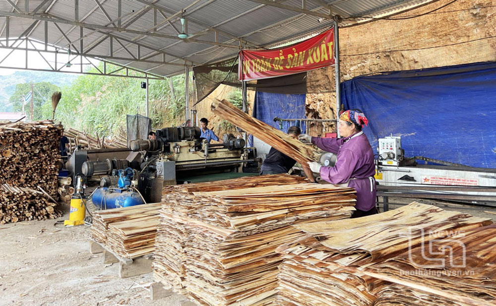 Hiện nay, Công ty CP Sản xuất và đầu tư phát triển Thành Phát (ở xã Tràng Xá, huyện Võ Nhai) thường xuyên chế biến và cung cấp ra thị trường  khoảng 10 nghìn tấn gỗ thành phẩm/tháng.