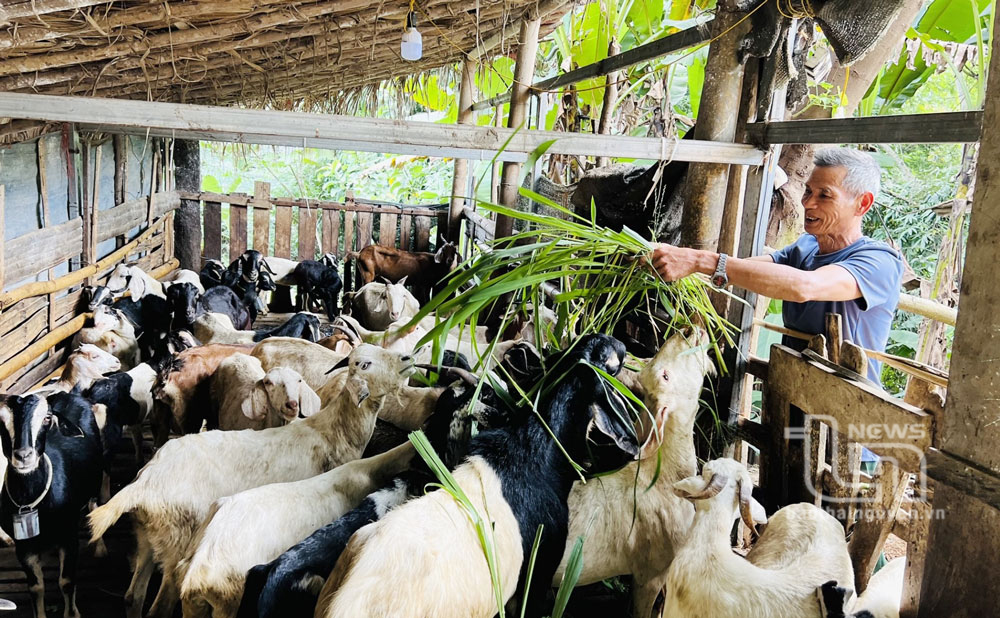 
Nhờ chăn nuôi nuôi dê, bò, mỗi năm gia đình ông Lương Văn Xuân, ở xóm An Thành, xã Thượng Nung (Võ Nhai) thu lãi 40-50 triệu đồng. 