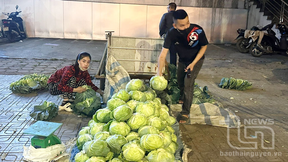 Tại chợ đầu mối Túc Duyên (TP. Thái Nguyên), người dân thường phải thức xuyên đêm chờ tư thương từ các nơi về thu mua rau xanh, với giá bán rẻ như cho.