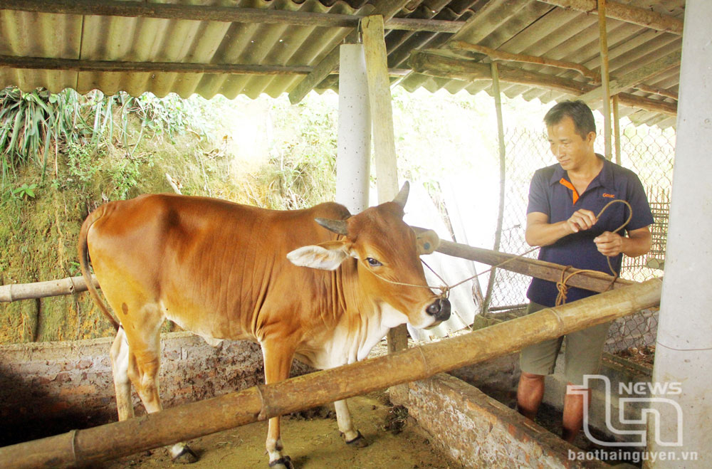 Việc hỗ trợ bò sinh sản là động lực để các hộ dân cố gắng vươn lên thoát nghèo. Trong ảnh: Người dân xã Linh Thông (Định Hóa) dắt bò đi chăn thả.