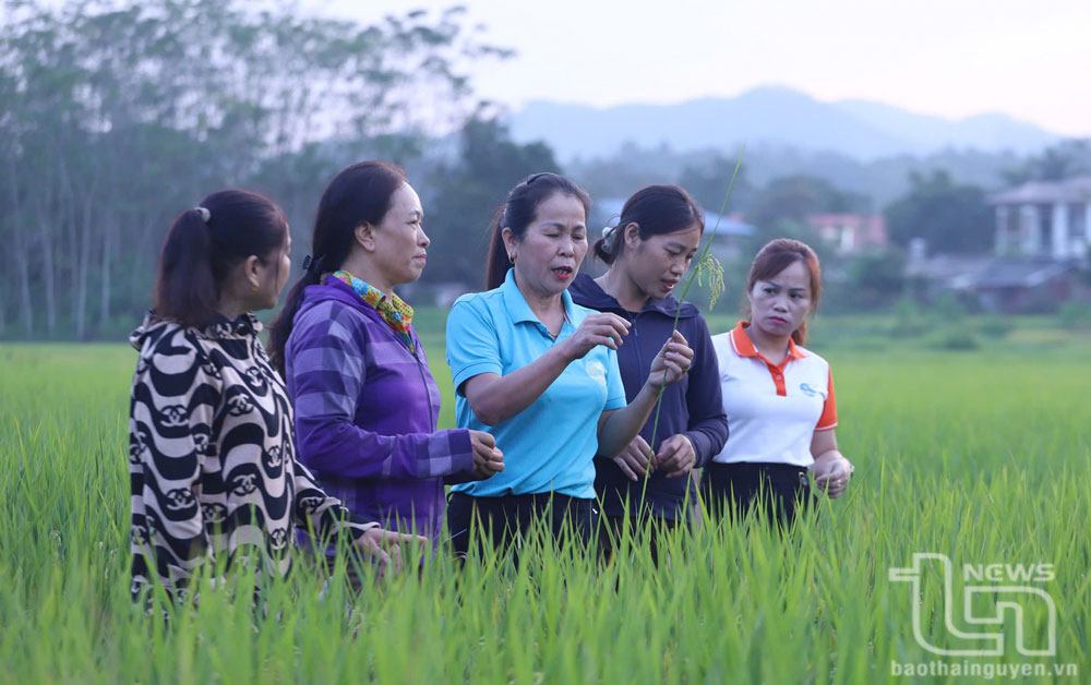 Các thành viên Tổ hợp tác thăm mô hình trên cánh đồng thuộc xóm Thống Nhất 1, xã Quy Kỳ (Định Hóa).