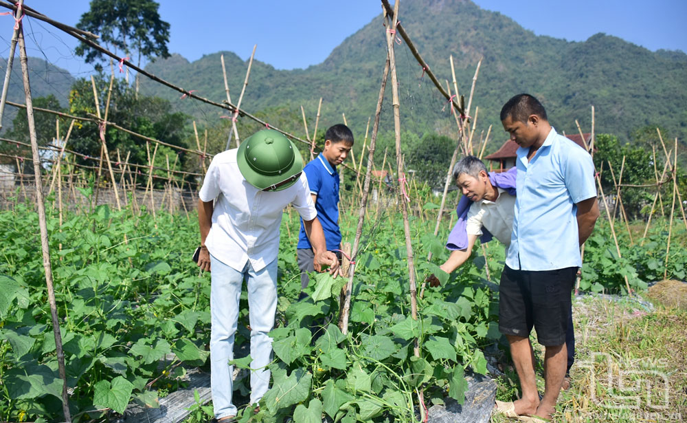 Mô hình liên kết trồng dưa bao tử mang lại thu nhập từ 100-120 triệu đồng/sào/vụ đang là hướng đi mới của nhiều nông dân xã Lâu Thượng.