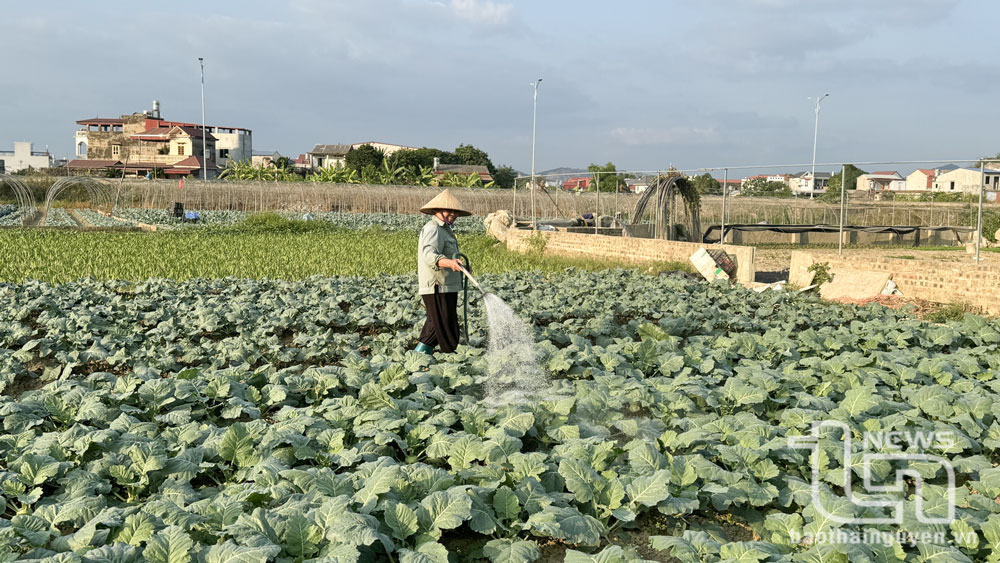 Dù giá rau xanh rẻ nhưng người dân làng rau Túc Duyên (TP. Thái Nguyên) vẫn phải vào vụ mới với hy vọng khi thu hoạch (dịp Tết Nguyên đán), rau xanh sẽ bán được giá hơn.