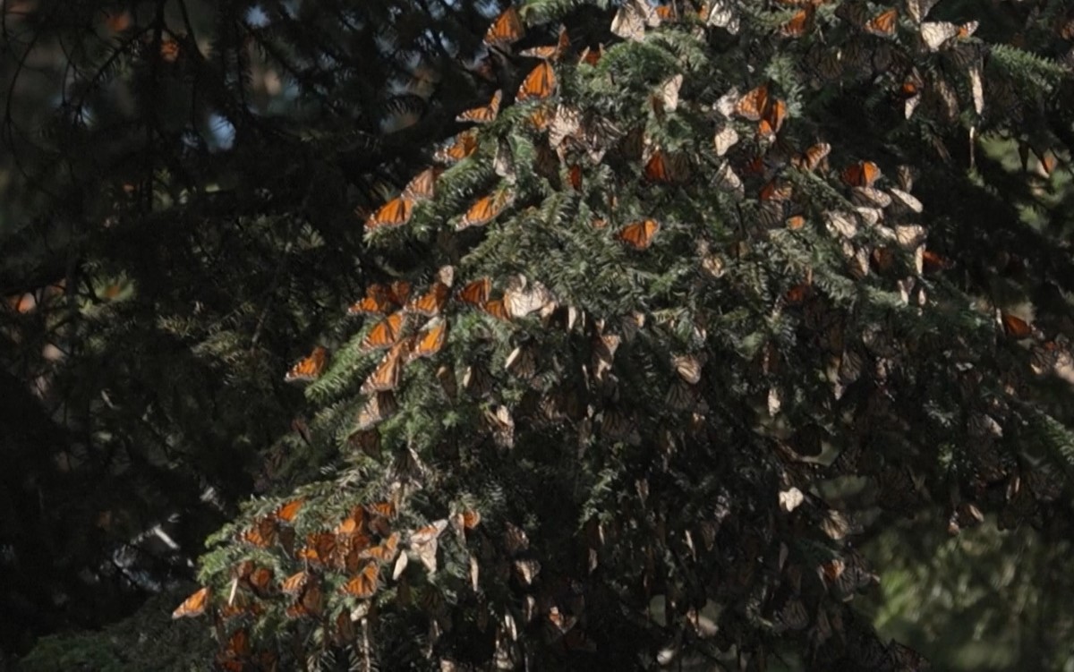 Mexico đang nỗ lực bảo vệ không chỉ các khu rừng mà còn cả nguồn thức ăn của bướm vua.