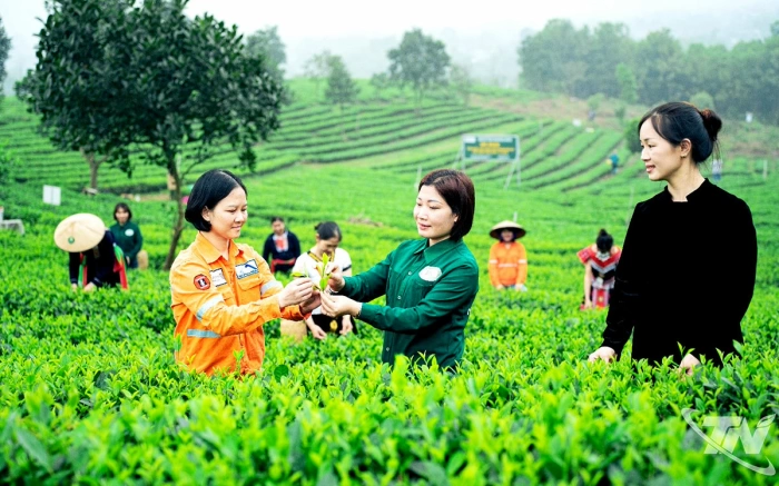 Chè hoa - Hương của nắng, vị của tâm