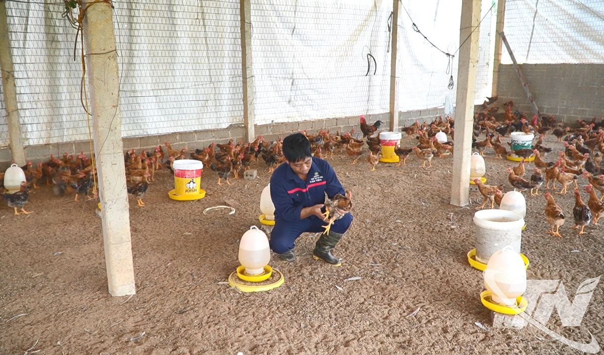 Người dân xã Tân Khánh chủ động theo dõi sức khỏe của đàn gia cầm.