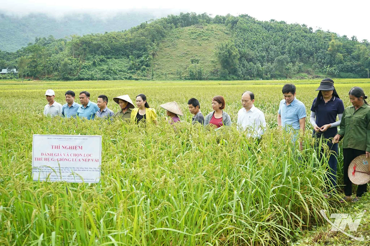 Lãnh đạo xã Kim Phượng  
cùng đại diện các sở, ngành  
của tỉnh, cơ quan chuyên môn  
đánh giá, chọn lọc giống lúa mới.