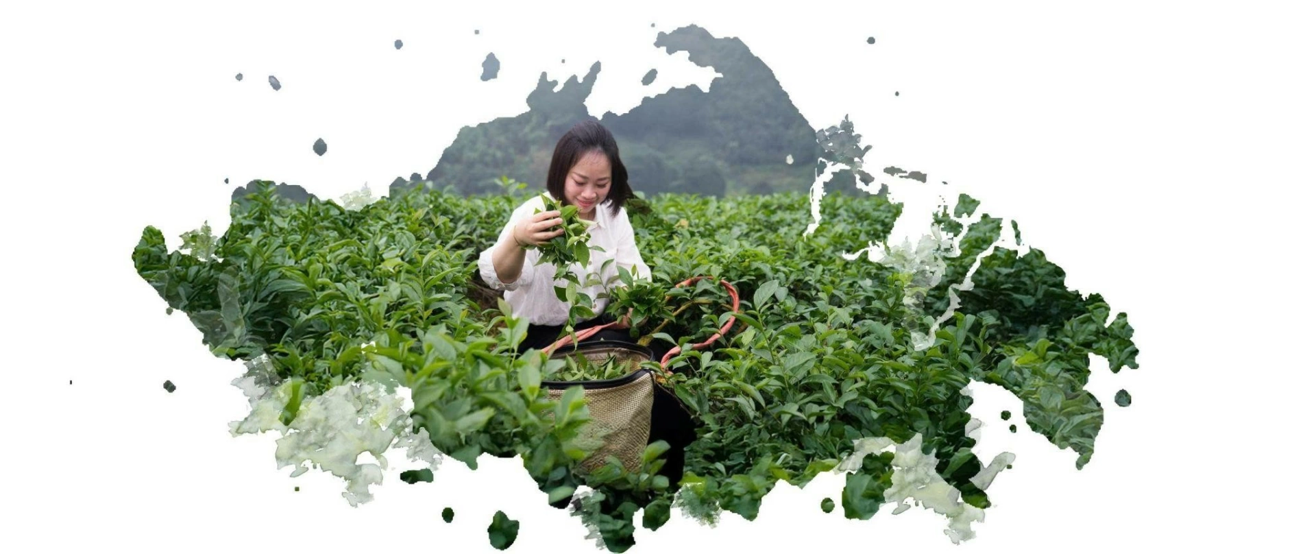 Hồng trà Như Ý thương hiệu trà Việt