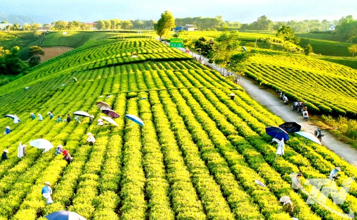 Liên kết sản xuất - nâng cao thu nhập