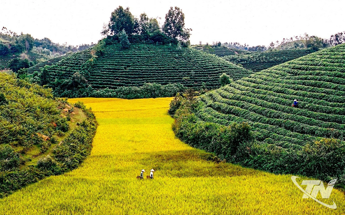 种植区代码数量的大幅增加反映了生产向着安全及可持续方向扩展。