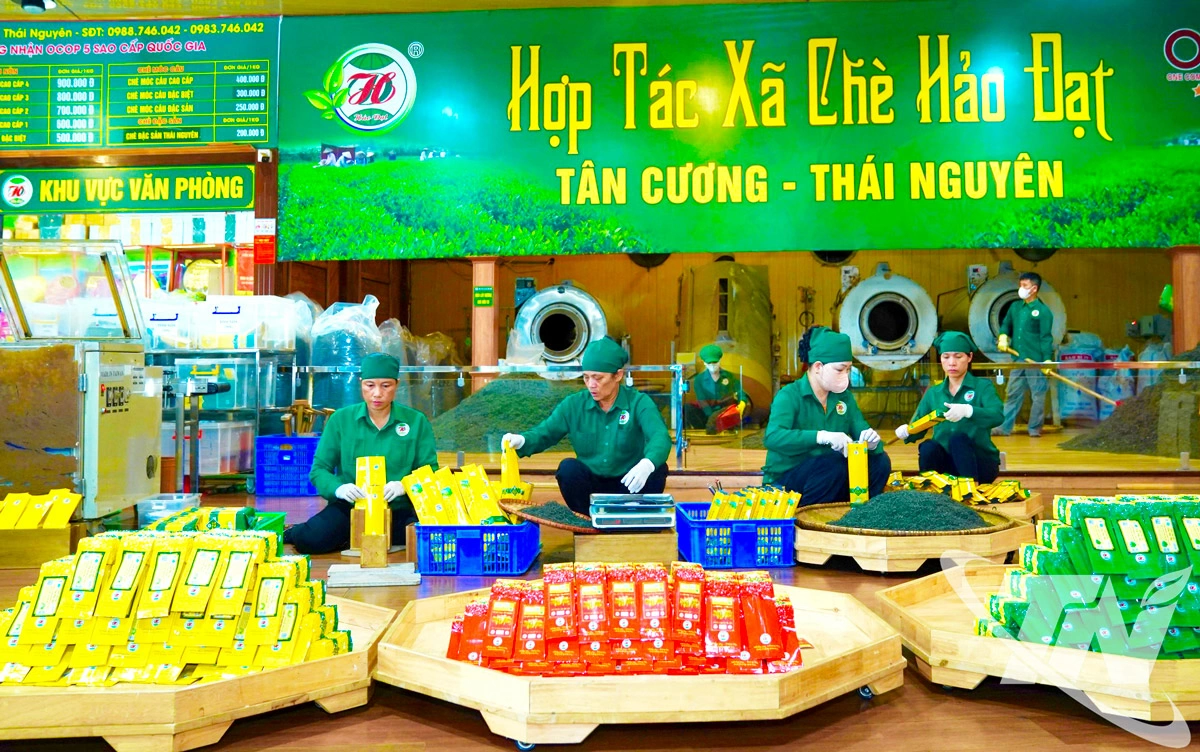 Lao động nữ chiếm từ 60-70% tại HTX chè Hảo Đạt (xã Tân Cương).