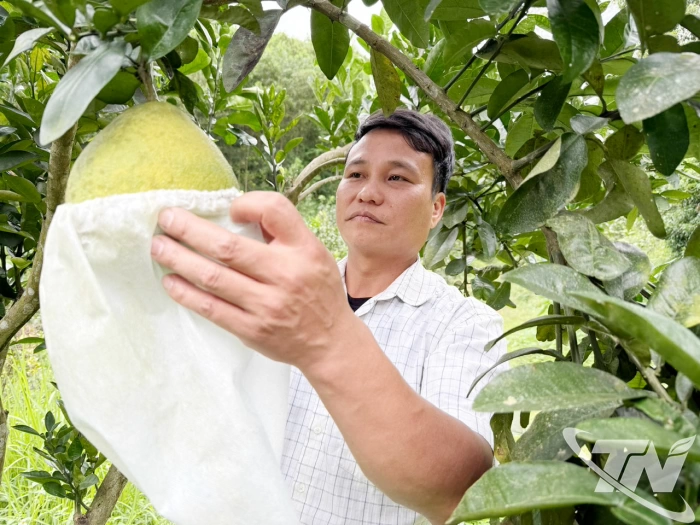 La Hiên: Chú trọng phát triển kinh tế từ cây có múi