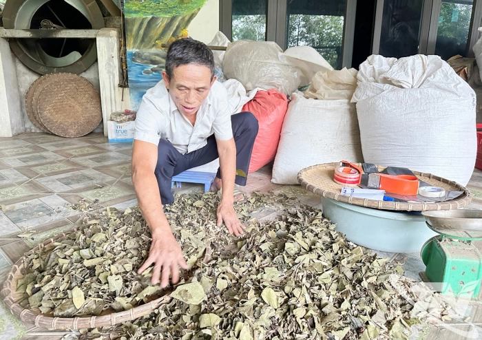 Phú Xuyên khai thác giá trị từ cây thuốc nam