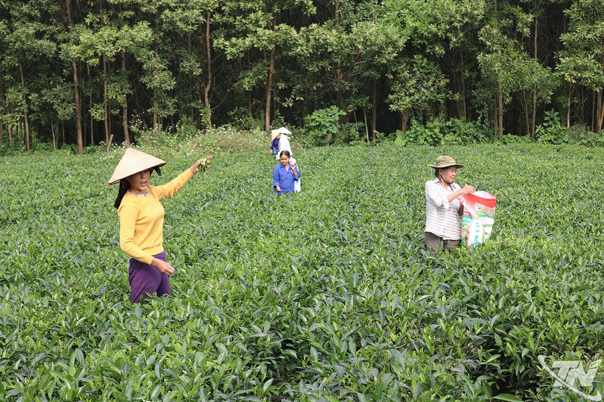 Cây chè
mang lại cho
nông dân xã
Quang Sơn
số tiền 185 tỷ
đồng/năm.
