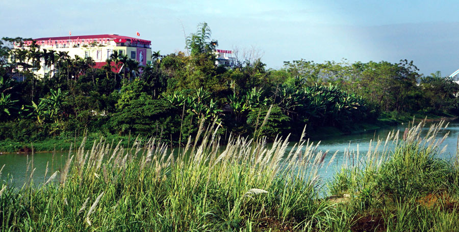 Những bụi lau trắng bên dòng sông Cầu. Ảnh: Đ.T