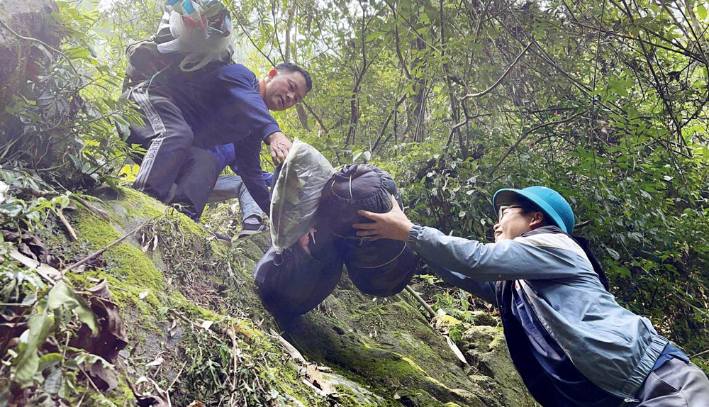 Đoàn vượt núi Tam Đảo khảo sát cây chè cổ