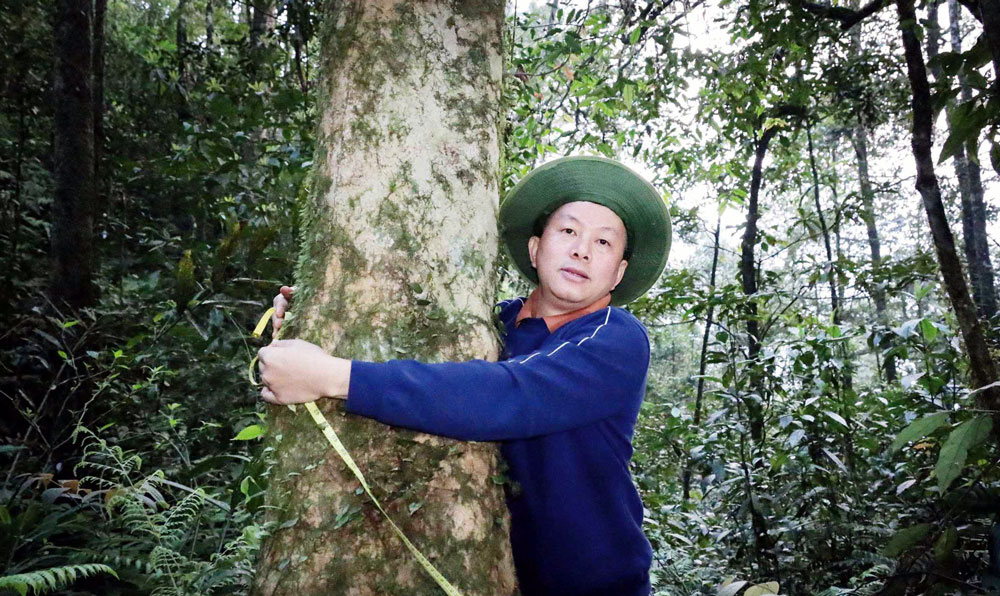 PGS. TS Hà Duy Trường bên gốc chè cổ trên đỉnh núi Tam Đảo