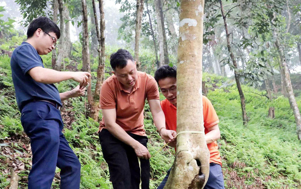 Khảo sát cây chè cổ thụ tại chùa Thiên Tây Trúc, xã Quân Chu