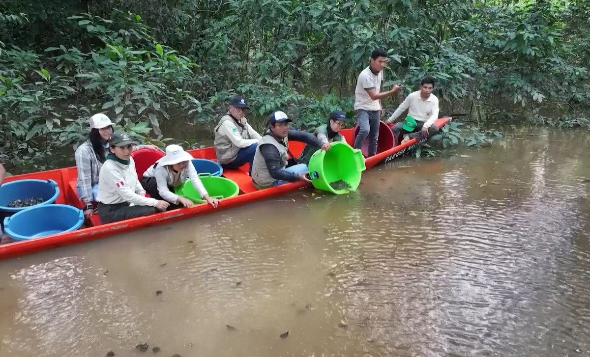 Rùa Taricaya là loài đặc hữu của lưu vực sông Amazon và được xếp vào nhóm dễ bị tổn thương.