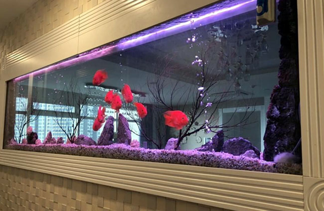 Hồ cá treo tường vừa cân bằng được tính thẩm mỹ vừa giúp tối ưu không gian sử dụng.