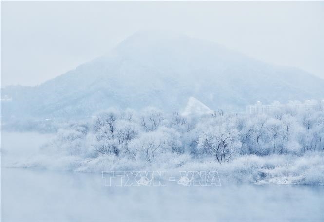 Sương giá bao phủ cây cối ở Chuncheon, phía Đông Bắc Seoul, Hàn Quốc, ngày 16-12-2022. Ảnh: YONHAP/TTXVN