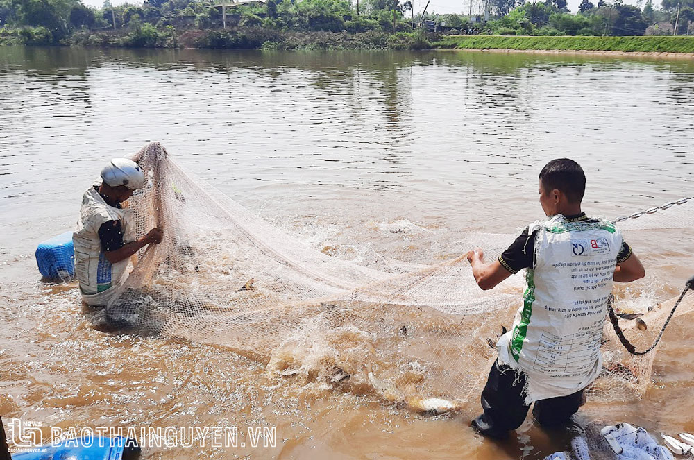 Người dân xã Tân Hòa (Phú Bình) thu hoạch cá.